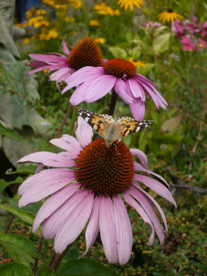 Gartenimpressionen